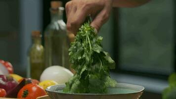 professionnel chef lavages et prépare coriandre feuilles. proche en haut lent mouvement. video