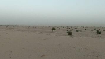 A drone flies past a lonely tree in the desert on a cloudy afternoon video