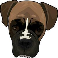 A boxer dog with a black nose and a white stripe on its face vector