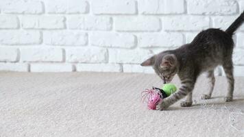 mooi grijs katje spelen met bal Bij huis Aan wit steen muur achtergrond, langzaam beweging video