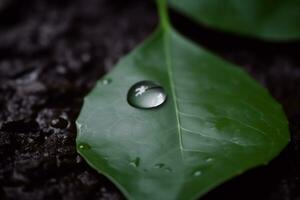 Green leaf with water droplet. Ecological concept. AI generated illustration. photo