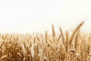 Wheat field  isolated on white background. AI generated illustration. photo