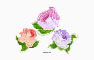 three different colored roses are shown on a white background vector