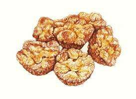 Kouign Amann .Hand water color painting on paper make graphic vector. vector