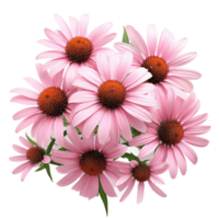 Echinacea isoliert Hintergrund ai generativ png