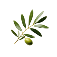 aceituna hoja aislado ai generativo png