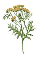 Yellow Tansy Flower. Watercolor botanical illustration of bouquet on isolated background. Hand drawn clip art of Immortelle. Drawing of medicinal herb with green leaves. Floral sketch of wildflower vector