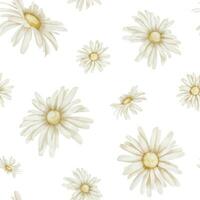 Chamomile seamless Pattern. Hand drawn watercolor ornament with Daisy Flowers on white isolated background. Floral backdrop for wallpaper or wrapping paper. Botanical rustic print for textile. vector