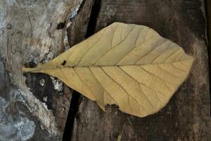 Autumn dried leaf isolated element photo