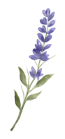 Pascua de Resurrección Conejo garabatear flor silvestre Pato acogedor estilo acuarela clipart png