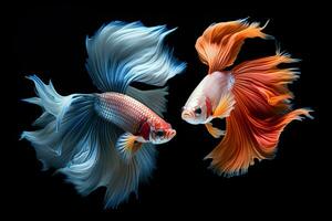 Two Siamese fighting fish isolated on black background. Generative AI. photo