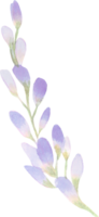 mooi waterverf blauweregen bloem knop bloemblad illustratie roze blauw en Purper pastel kleur boeket gebladerte oosters tuin png