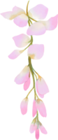 magnifique aquarelle glycine fleur bourgeon pétale illustration rose bleu et violet pastel Couleur bouquet feuillage Oriental jardin png