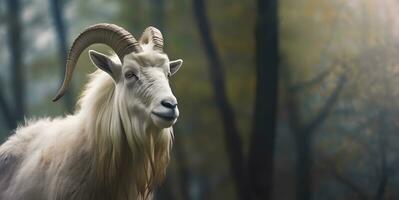 Portrait of altai mountain goat in forest. photo
