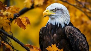 calvo águila pájaro descansando en un rama de un árbol en el selva a otoño. foto