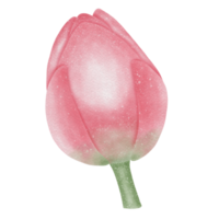 Pink lotus flower png