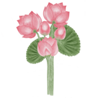 fleur de lotus rose png