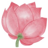 flor de loto rosa png