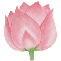 Pink lotus flower png