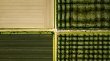 Generative AI, Farm landscape, agricultural fields, beautiful countryside, country road. Nature Illustration, photorealistic top view drone, horizontal banner. photo