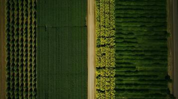 Generative AI, Farm landscape, agricultural fields, beautiful countryside, country road. Nature Illustration, photorealistic top view drone, horizontal banner. photo