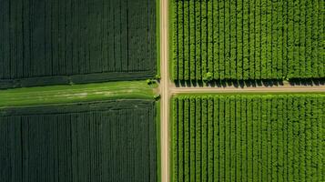 Generative AI, Farm landscape, agricultural fields, beautiful countryside, country road. Nature Illustration, photorealistic top view drone, horizontal banner. photo