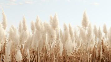 generativo ai, pampa césped rama con cielo. resumen natural boho antecedentes de suave plantas, cortaderia selloana foto