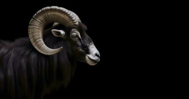 Head shot of dark ram with large helix shaped horns isolated on black photo