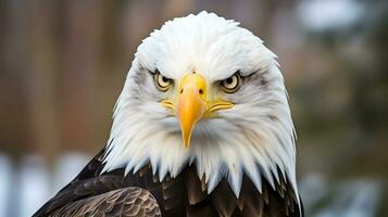 Front view of closeup of bald eagle bird in the jungle photo