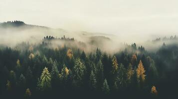 Generative AI, Misty autumn fir forest beautiful landscape in hipster vintage retro style, foggy mountains and trees. photo