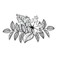 Hand-drawn composition of autumn leaves in doodle style. Vector illustration isolated on white background.