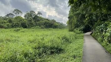 nature trial landscape for run and activity in Morning panorama of lake in the Lake District in Singapore reservoir photo