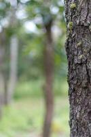 Blur background image of trees behind photo