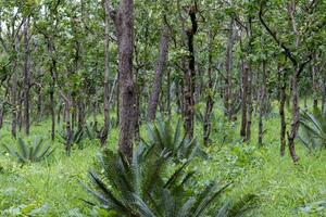 un lote de arboles en el bosque foto