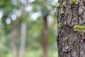 Blur background image of trees behind photo