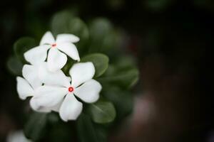 white flower isolated on green leaf photo