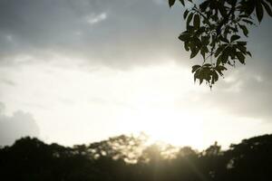 Green leaf isolated on sky background and sunbeams photo