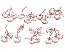 Hand Drawn Cherry Illustration Set vector