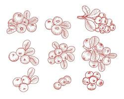 Hand Drawn Cranberry Illustration Set vector