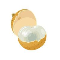 Vector illustration, half peeled longan fruit, isolated on white background.