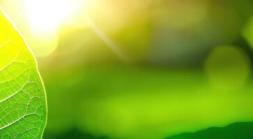 Clean beautiful and closeup of green nature leaf on blurred greenery background in garden with copy space using as background photo