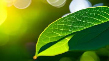 Clean beautiful and closeup of green nature leaf on blurred greenery background in garden with copy space using as background photo