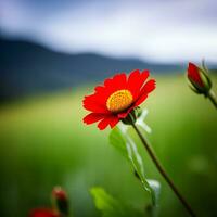 beautiful multicolored flower close-up photography with creative abstract background, generative ai photo
