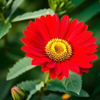 beautiful multicolored flower close-up photography with creative abstract background, generative ai photo