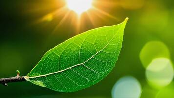 Clean beautiful and closeup of green nature leaf on blurred greenery background in garden with copy space using as background photo