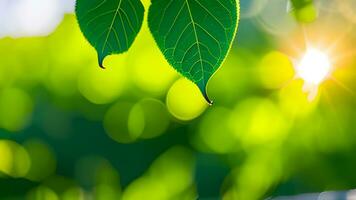 Clean beautiful and closeup of green nature leaf on blurred greenery background in garden with copy space using as background photo