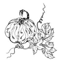 Hand drawn ink vector pumpkin gourd squash. Sketch illustration art for Thanksgiving, Halloween, harvest, farming. Isolated object, outline. Design for restaurant menu print, cafe, website, invitation