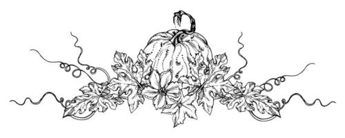 Hand drawn ink vector pumpkin gourd squash. Sketch illustration art for Thanksgiving, Halloween, harvest, farming. Isolated object, outline. Design for restaurant menu print, cafe, website, invitation