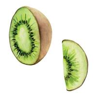 Hand drawn watercolor green kiwi fruit, whole and slice for diet and healthy lifestyle vegan cooking. Illustration single object isolated on white background. Design poster, print, website, card, menu vector