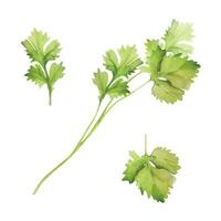 Hand drawn watercolor coriander parsley herb leaves for diet and healthy lifestyle vegan cooking. Illustration single object isolated on white background. Design for poster, print, website, card, menu vector